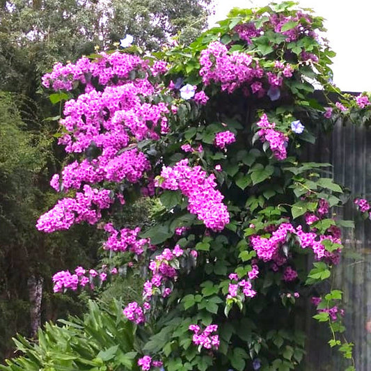 Bougainvillea ‘Violet de Meze’ - Bakker