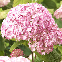 Hortensie ‘Candybelle Bubblegum’® - Hydrangea arborescens 'candy belle bublegum' - Bakker