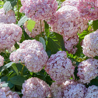Hortensie ‘Candybelle Bubblegum’® - Bakker