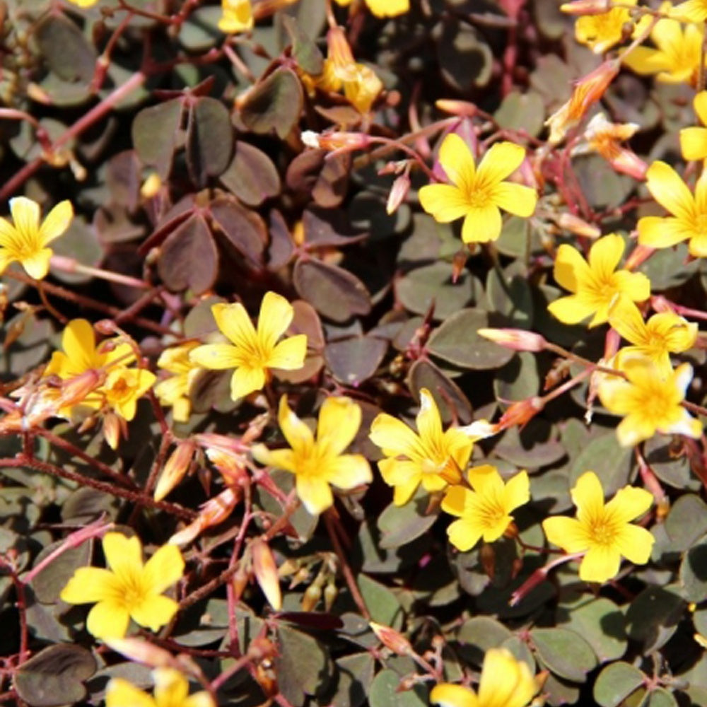 Sauerklee Burgundy Yellow (x3) - Bakker