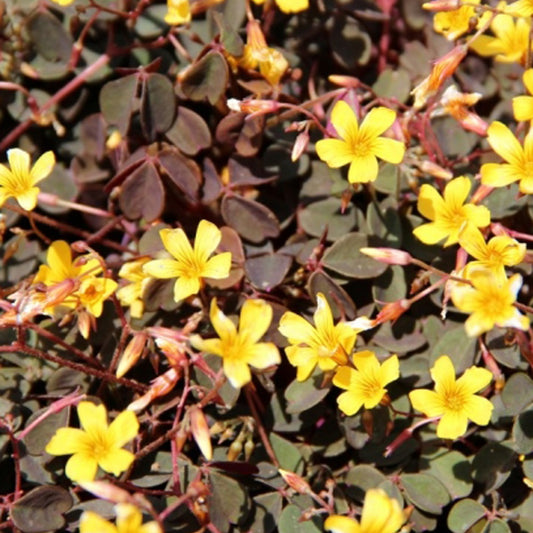 Sauerklee Burgundy Yellow (x3) - Bakker