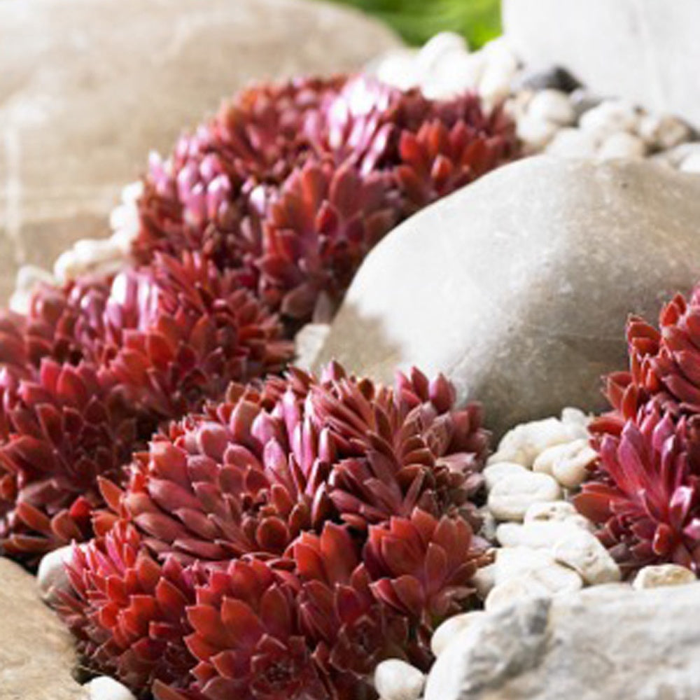 Hauswurz ‘Chick Charms’® - Sempervivum 'chick charmes' - Bakker