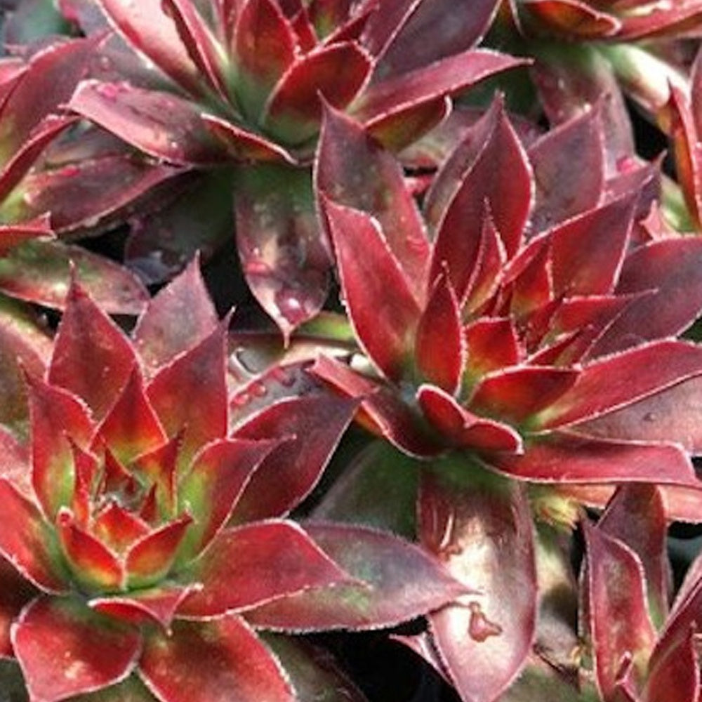 Sempervivum 'chick charmes' - Hauswurz ‘Chick Charms’® - Sempervivum - Hauswurz