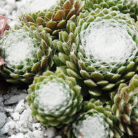 Sempervivum - Hauswurz - Hauswurz ‘Chick Charms’® - Sempervivum 'chick charmes'