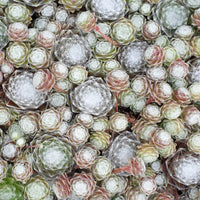 Verkauf Hauswurz ‘Chick Charms’® - Sempervivum 'chick charmes'