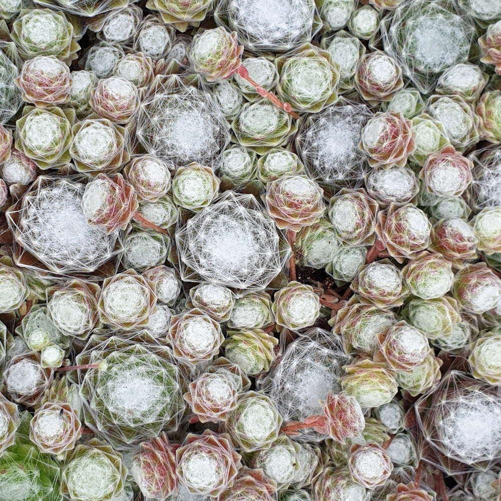 Verkauf Hauswurz ‘Chick Charms’® - Sempervivum 'chick charmes'