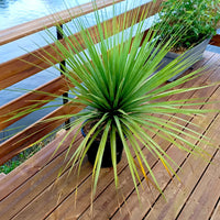 Blaue Nolina - Nolina nelsonii - Bakker