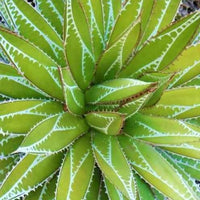 Agave ‘Impressive’ - Bakker