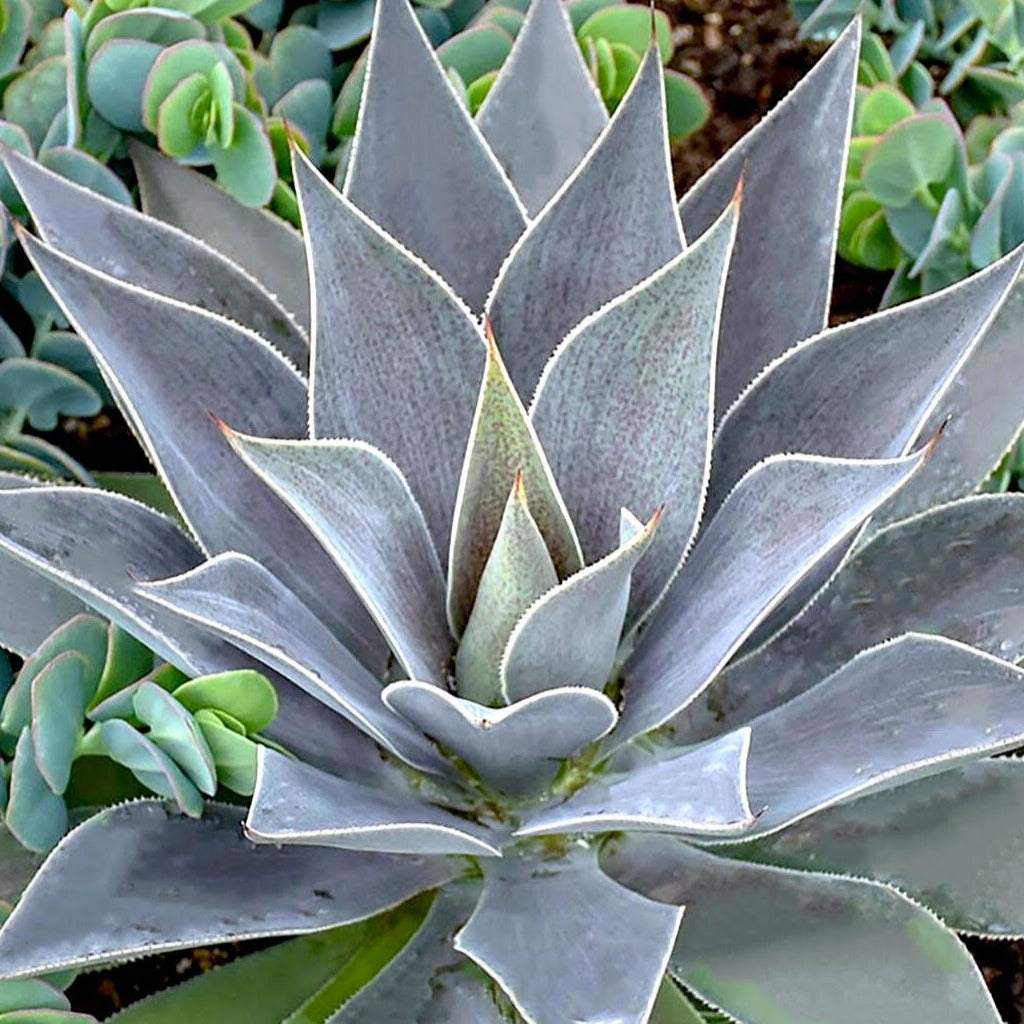 Mangave Lavender Lady - Bakker