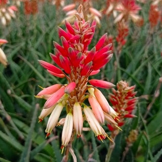 Verkauf Aloe Safari Sunrise - Aloe x safari Sunrise ®