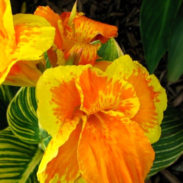 Blumenrohr Tropicanna Gold - Canna tropicanna ® gold - Bakker