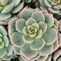 Rosa Echeverie - Echeveria elegans rose - Bakker