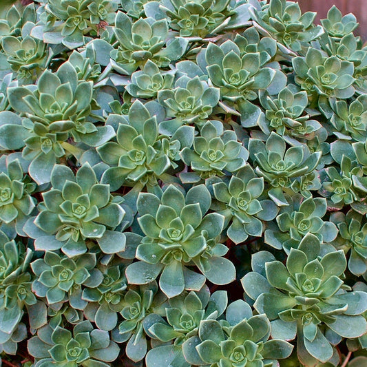 Echeverie ‘Haworthii’ - Bakker