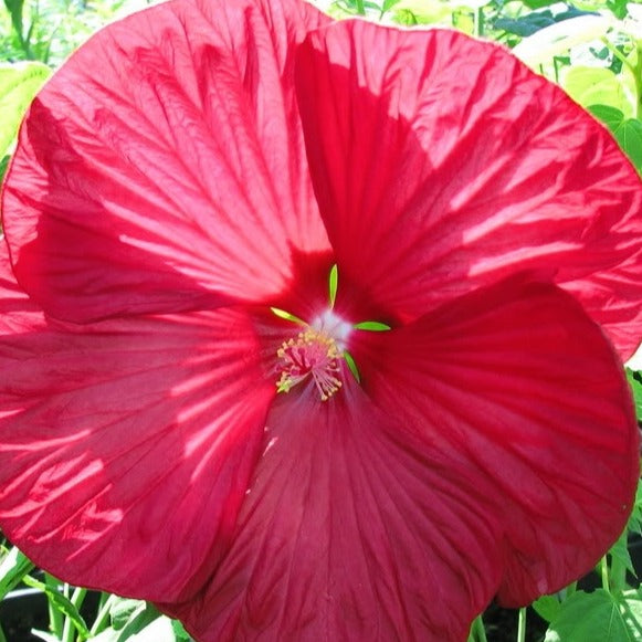 Hibiscus moscheutos Luna Red - Roseneibisch Luna Red - Hibiskus