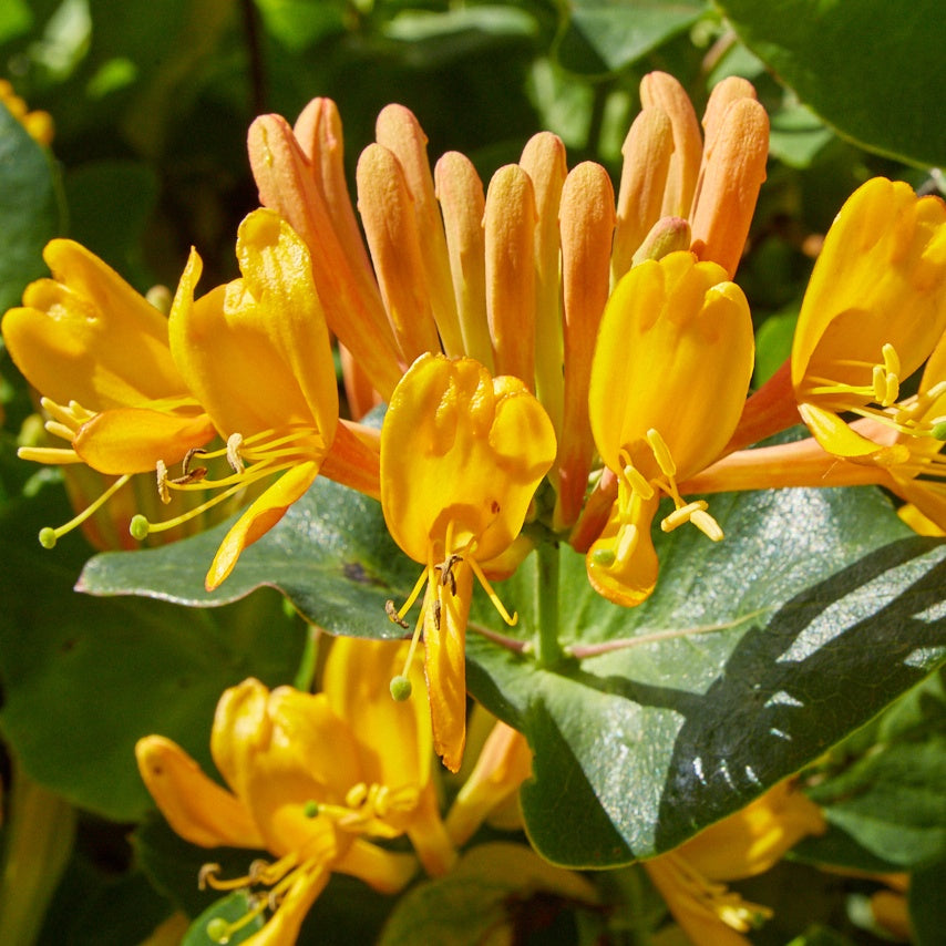Gold-Geißblatt - Bakker