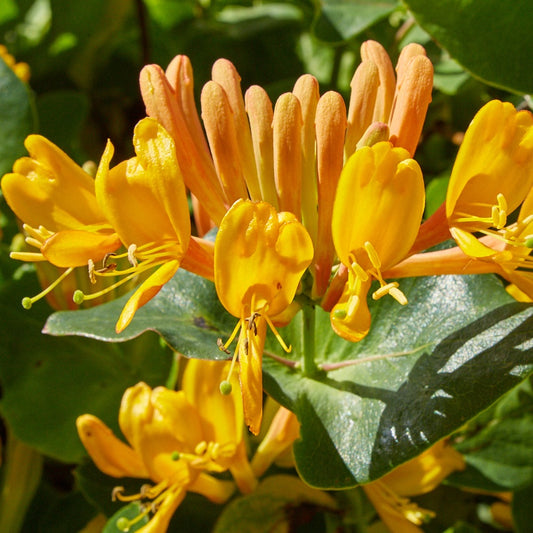Gold-Geißblatt - Bakker
