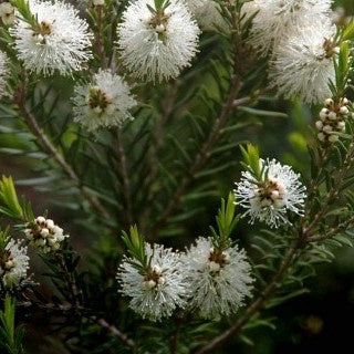 Melaleuca alternifolia - Australischer Teebaum - Sträucher