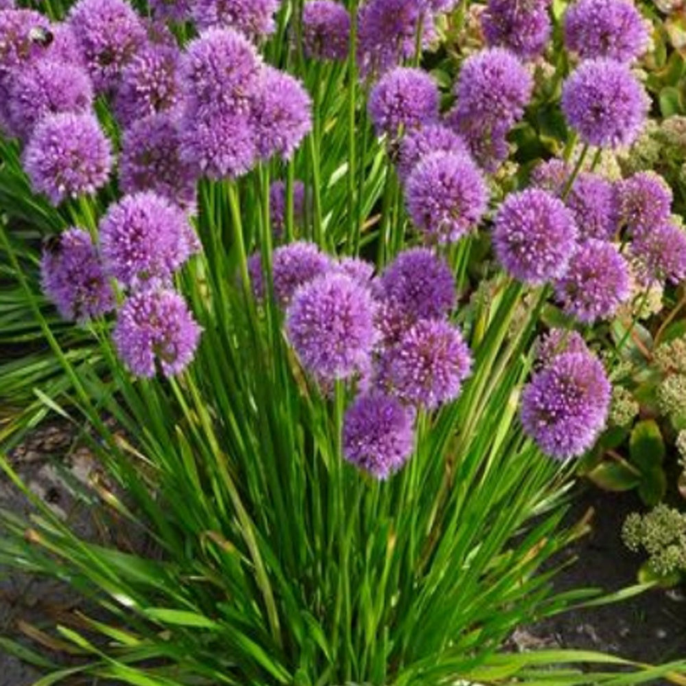 Zierlauch Millenium - Allium Millenium - Bakker