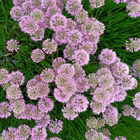 Allium Millenium - Zierlauch Millenium - Blühende Stauden