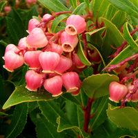 Erdbeerbaum ‘Compacta’ - Arbutus unedo Compacta - Bakker