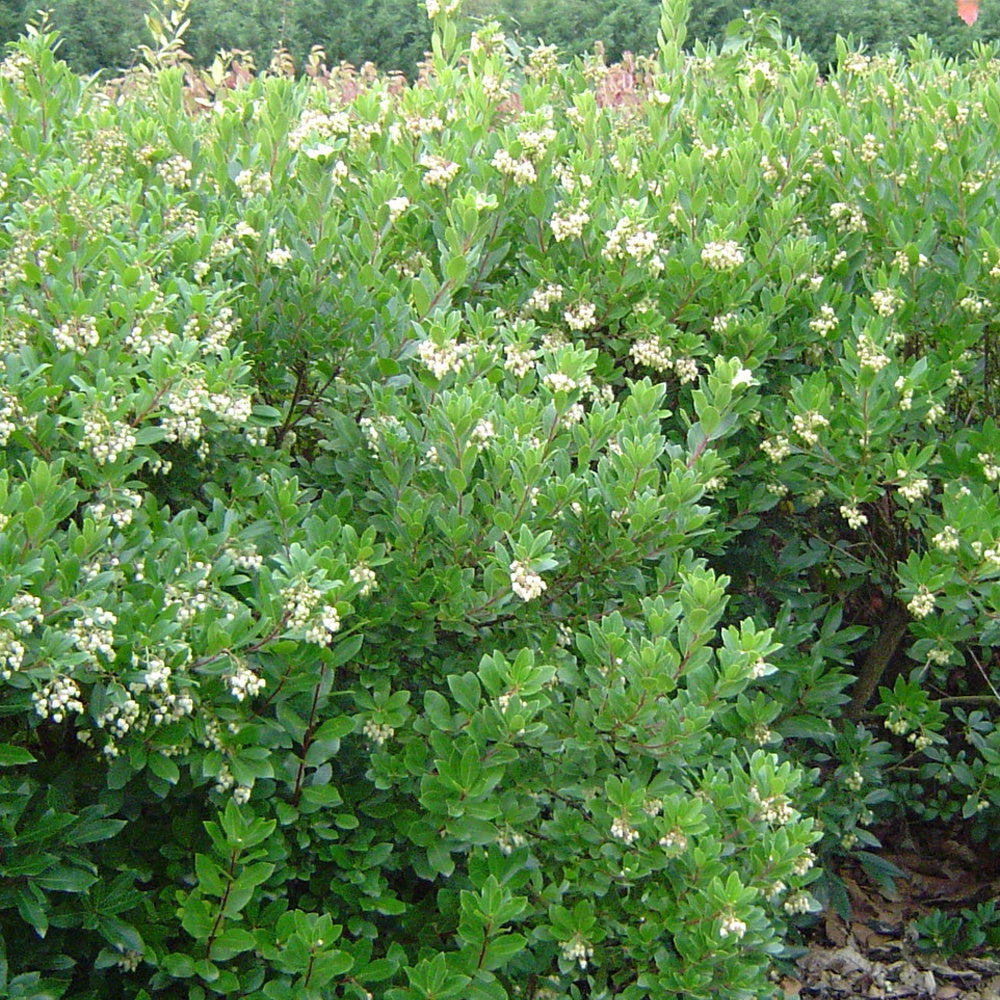 Erdbeerbaum ‘Compacta’ - Bakker