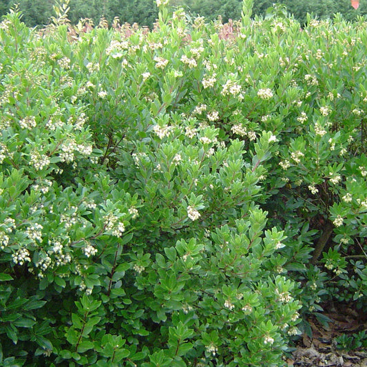 Erdbeerbaum ‘Compacta’ - Bakker