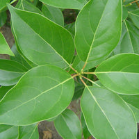 Verkauf Kampferbaum - Cinnamomum camphora