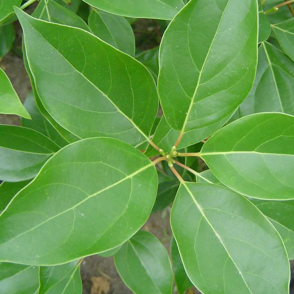 Verkauf Kampferbaum - Cinnamomum camphora