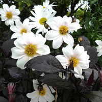 Dahlia Twyning's After Eight - Bakker