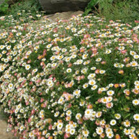 Spanisches Gänseblümchen Profusion - Erigeron karvinskianus 'profusion' - Bakker
