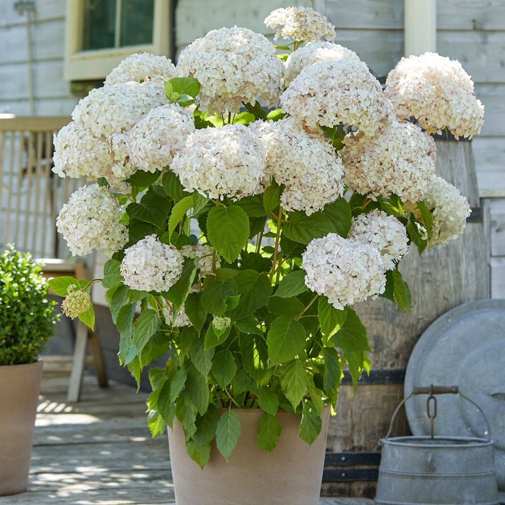 Wald-Hortensie Marshmallow ® Candy Bell® - Bakker