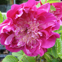 Strauchrose 'Pompom Perfume' - Rosa rugosa Pompom Perfume - Bakker