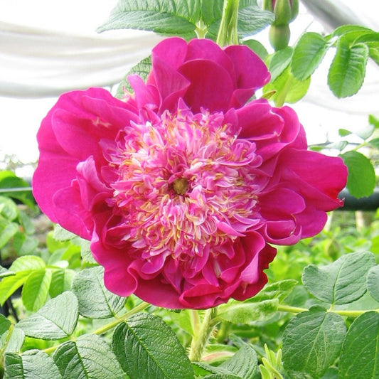 Strauchrose 'Pompom Perfume' - Bakker