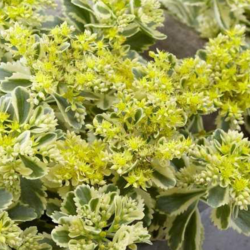 Sedum Atlantis - Sedum takesimense 'atlantis' - Bakker