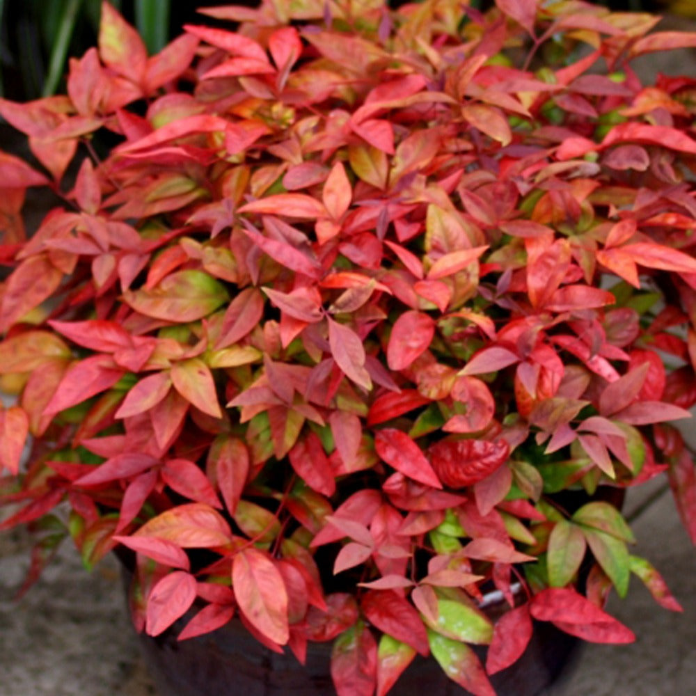 Nandina domestica Aka Blush Pink - Himmelsbambus 'Blush Pink' - Blühende Sträucher
