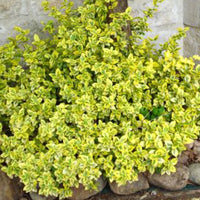 Euonymus fortunei Emerald and Gold - Spindelstrauch ‚Emerald ’n’ Gold‘ - Immergrüne Sträucher