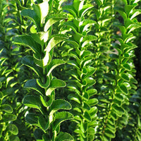 Japanischer Spindelstrauch 'Green Spire' - Euonymus japonicus green spire - Bakker