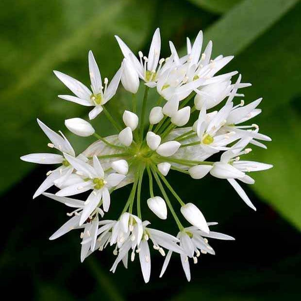 Knoblauchzwiebeln - Bärlauch - Allium ursinum