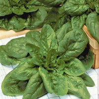Spinacia - Spinat - Riesen-Winterspinat BIO - Epinard geant d'hiver