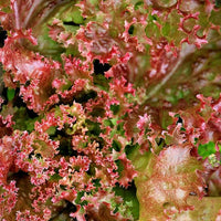 Schnittsalat Lollo Rossa BIO - Lactuca lollo rossa - Bakker
