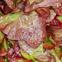 Schnittsalat Lollo Rossa BIO - Bakker