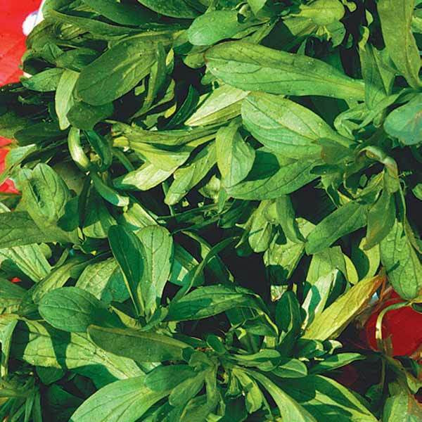 Feldsalat Bio - Valerianella locusta - Bakker