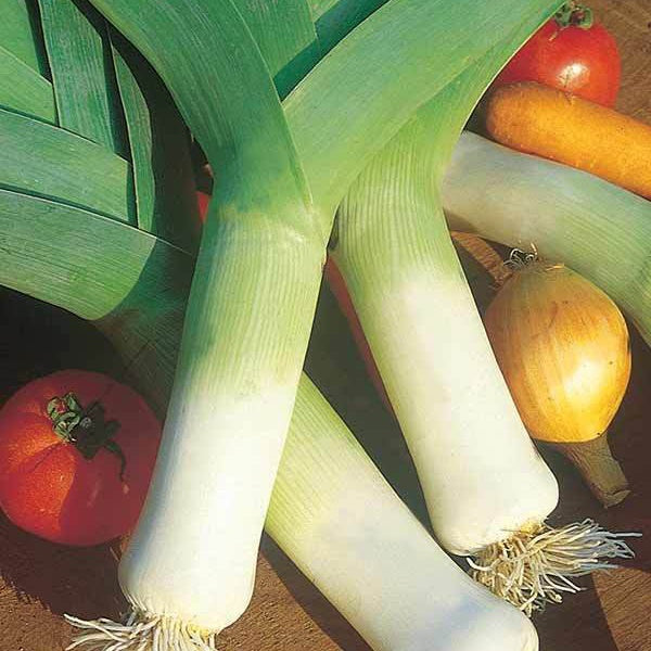 Allium porrum Monstrueux de Carentan 2 - Lauch ‘Monstrueux de Carentan 2’ Bio - Bio-Gemüse