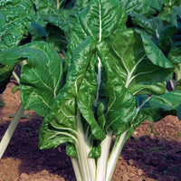 Mangold grün mit weißen Rippen Bio - Beta vulgaris cicla carde blanche 3 - Bakker