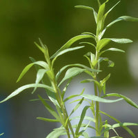 Sommer-Bohnenkraut - Bakker