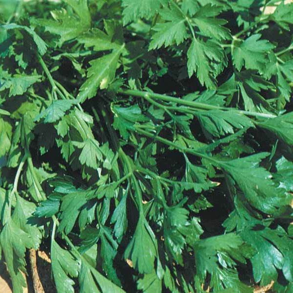 Petroselinum crispum géant d'italie - Petersilie ‘Gigante d’Italia’ - Petersilie