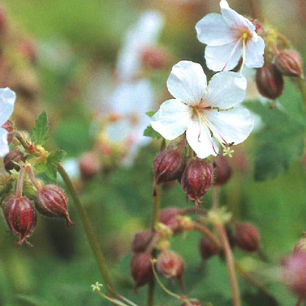 Geranium  macrorrhizum Spessart - Garten-Storchschnabel Spessart - Geranien