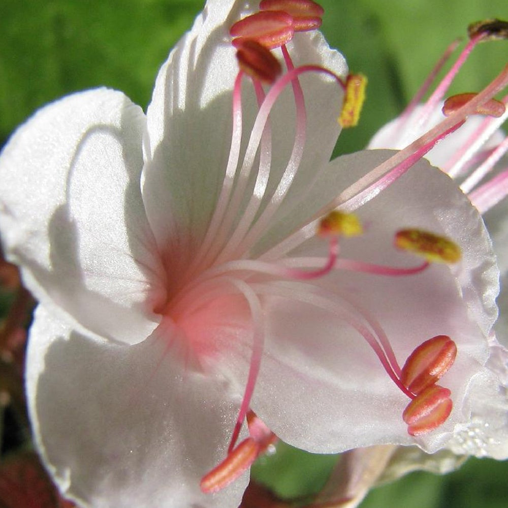 Verkauf Garten-Storchschnabel Spessart