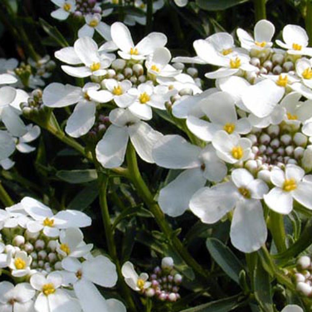 Schleifenblume - Gänsekresse - Iberis sempervirens 'weisser zwerg'