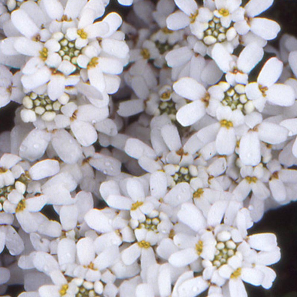 Verkauf Gänsekresse - Iberis sempervirens 'weisser zwerg'
